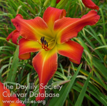 Daylily Qhapaq Nan